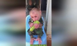 爱吃瓜吃货视频下载免费,揭秘“爱吃瓜吃货视频下载”免费福利