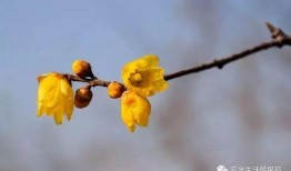 一枝莲爆料雪茄视频,独家视频带你领略雪茄魅力