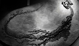 天然  在线观看,天然在线观看之旅