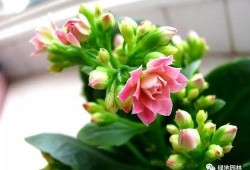 一枝花娱乐吃瓜,揭秘娱乐圈吃瓜背后的真相