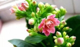 一枝花娱乐吃瓜,揭秘娱乐圈吃瓜背后的真相