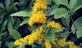 一枝莲爆料雪茄视频,独家视频带你领略雪茄魅力