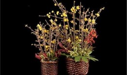 一枝莲爆料雪茄视频,独家视频带你领略雪茄魅力